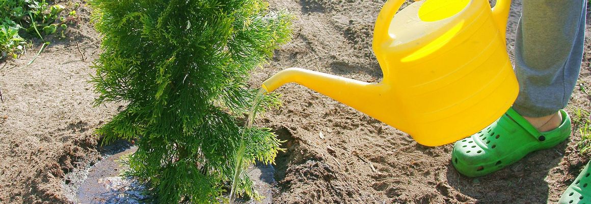 Buxbaum wird mit einer gelben Gießkanne gegossen